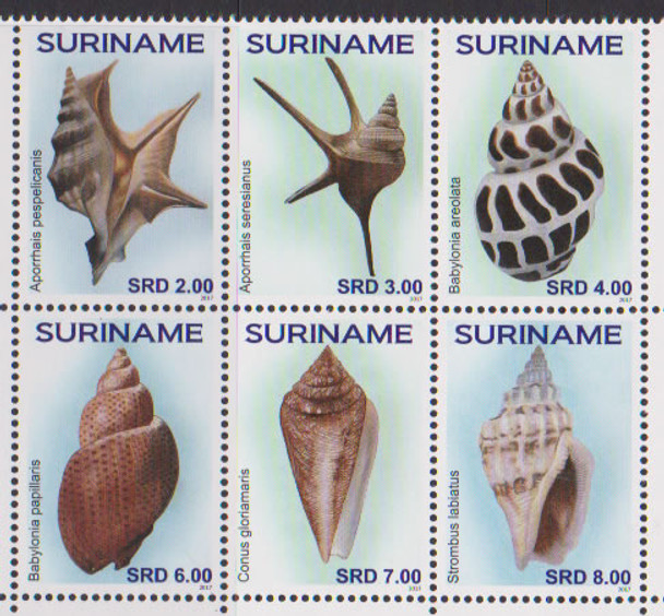 SURINAM- Shells 2017 (6)
