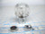 Powers 420-337 - Knob Kit