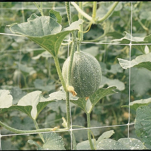 Trident Trellis Net 48" x 3280' - White