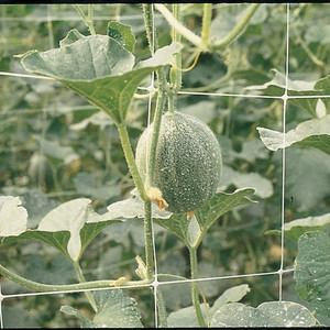 Trident Trellis Net 79” x 328' - White