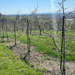 Angle Steel Tree Stakes