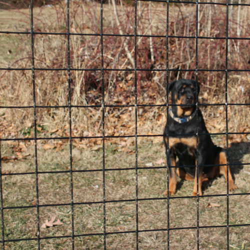 EasyPetFence No Dig Dog Fence Kit - Multiple Mesh Types - 6' x 100