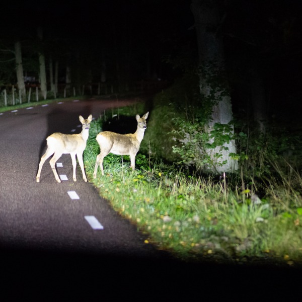 Deet at night on trail