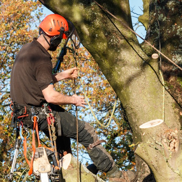 Arborist working in a tree