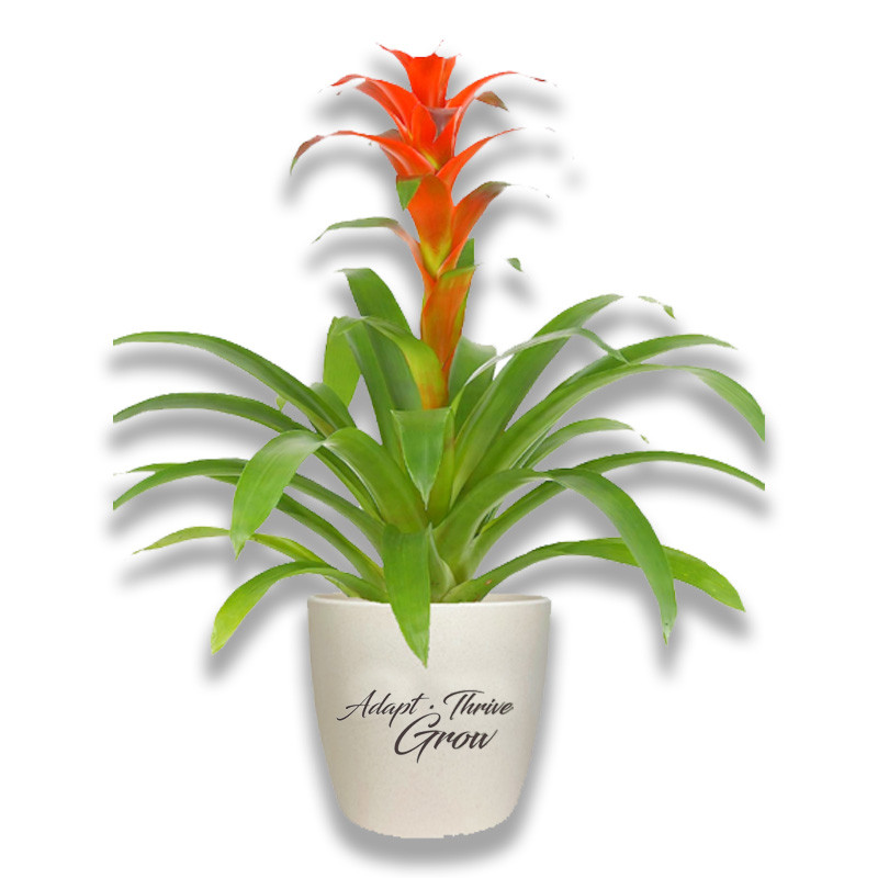 aglaonema bangkok dream Aglaonema 'Siam Aurora' Pink Variegated (wk8-UO) main image 0