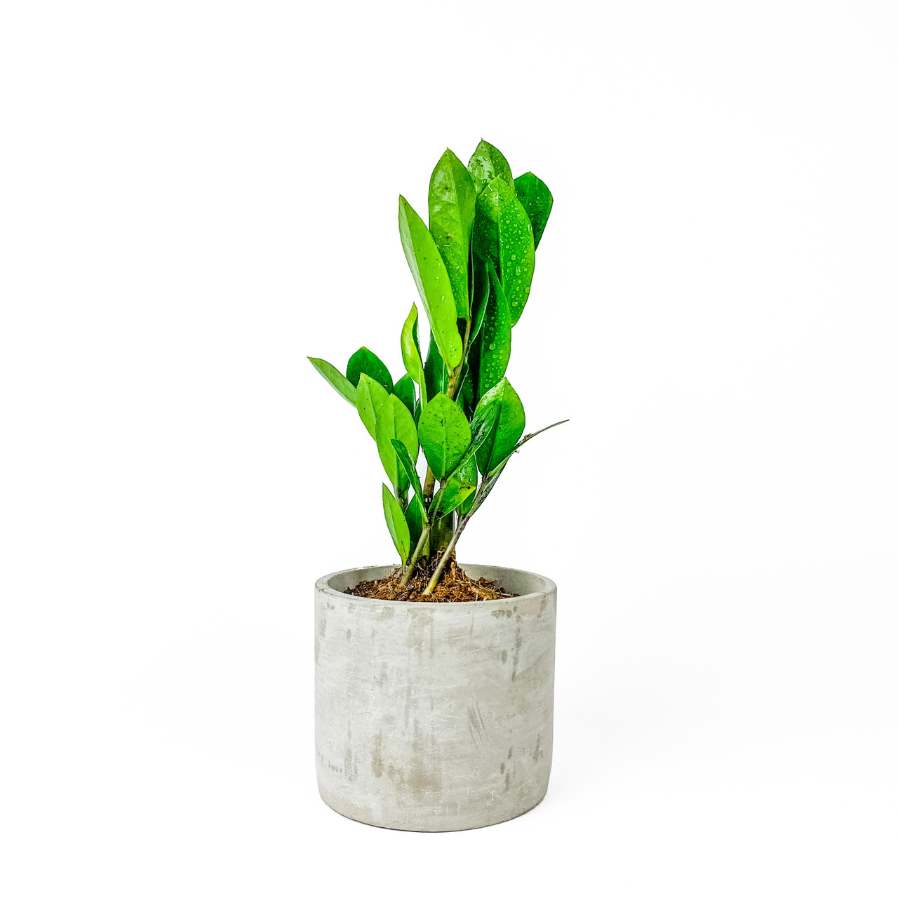 Plant with Custom Container - Hillary's Gifts