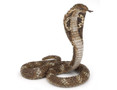  Papo Toys King Cobra 