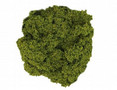  Javis No.1 Tree Foliage Light Green 