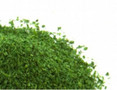  Javis Scatter No.17 Heath Green 