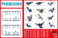 MiniArt 1/35 Pigeons Model Kit   MiniArt 1/35 Pigeons Model Kit