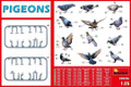  MiniArt 1/35 Pigeons Model Kit 