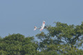  Volantex Ranger 600 Glider 3Ch 600mm Brushed W/Gyro EPP RTF RC Glifer 