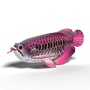 Eugy 118 Asian Arowana Card 3D Puzzle   Eugy 118 Asian Arowana Card 3D Puzzle