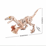  Rokr Velociraptor Mechanical 3D Wooden Kit 