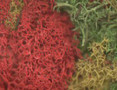  Javis Lichen Multi Colour Small 