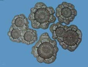  Pegasus Hobbies 28mm Painted Craters Model Kit 