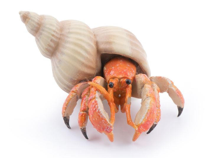  Papo Toys Hermit Crab 