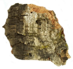  Javis Cork Bark Medium 