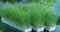 Wheatgrass in EasyGreen