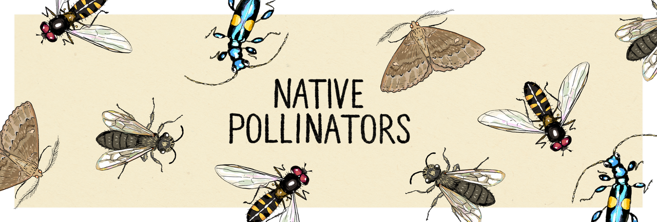 Native Pollinators