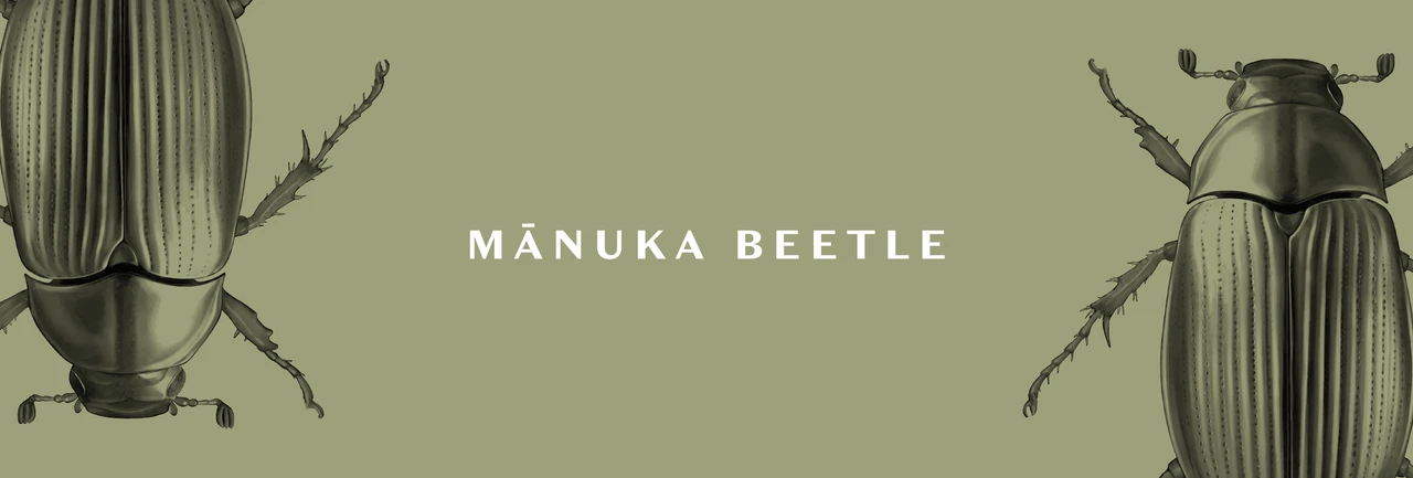 Manuka Beetle