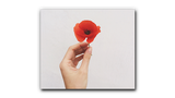 Anzac Poppy 100