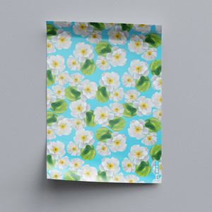 Alpine Flowers: Mount Cook Buttercup Wrapping Paper Sheet | NZ Post Collectables