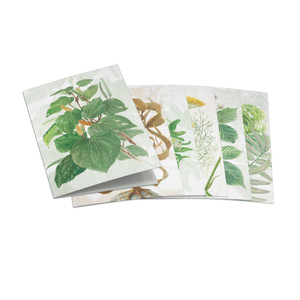 Foraging Greeting Card Set | NZ Post Collectables