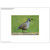 2023 Game Bird Habitat Limited Edition Photo Print | NZ Post Collectables