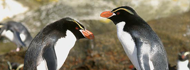 Penguins - NZ Post Collectables