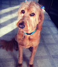 How many treats should I give my dog per day?