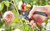 Gardena Secateurs G8904