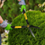 Stanley STHT74995-8 Hedge Shears 200mm/8'' - Selffix Singapore