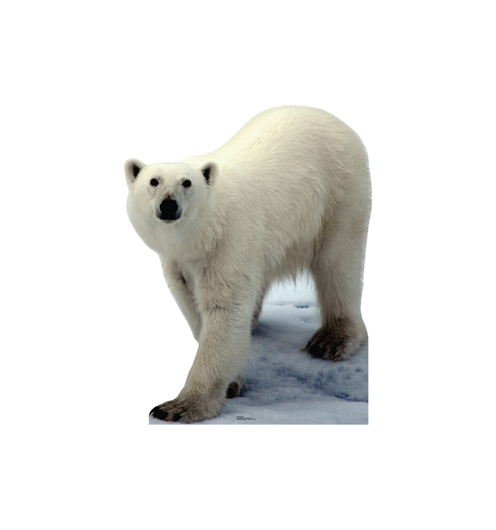 Polar Bear Lifesize cardboard cutout