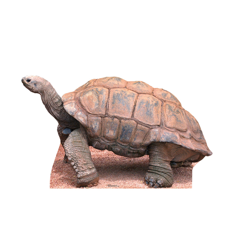 Tortoise Lifesize cardboard cutout