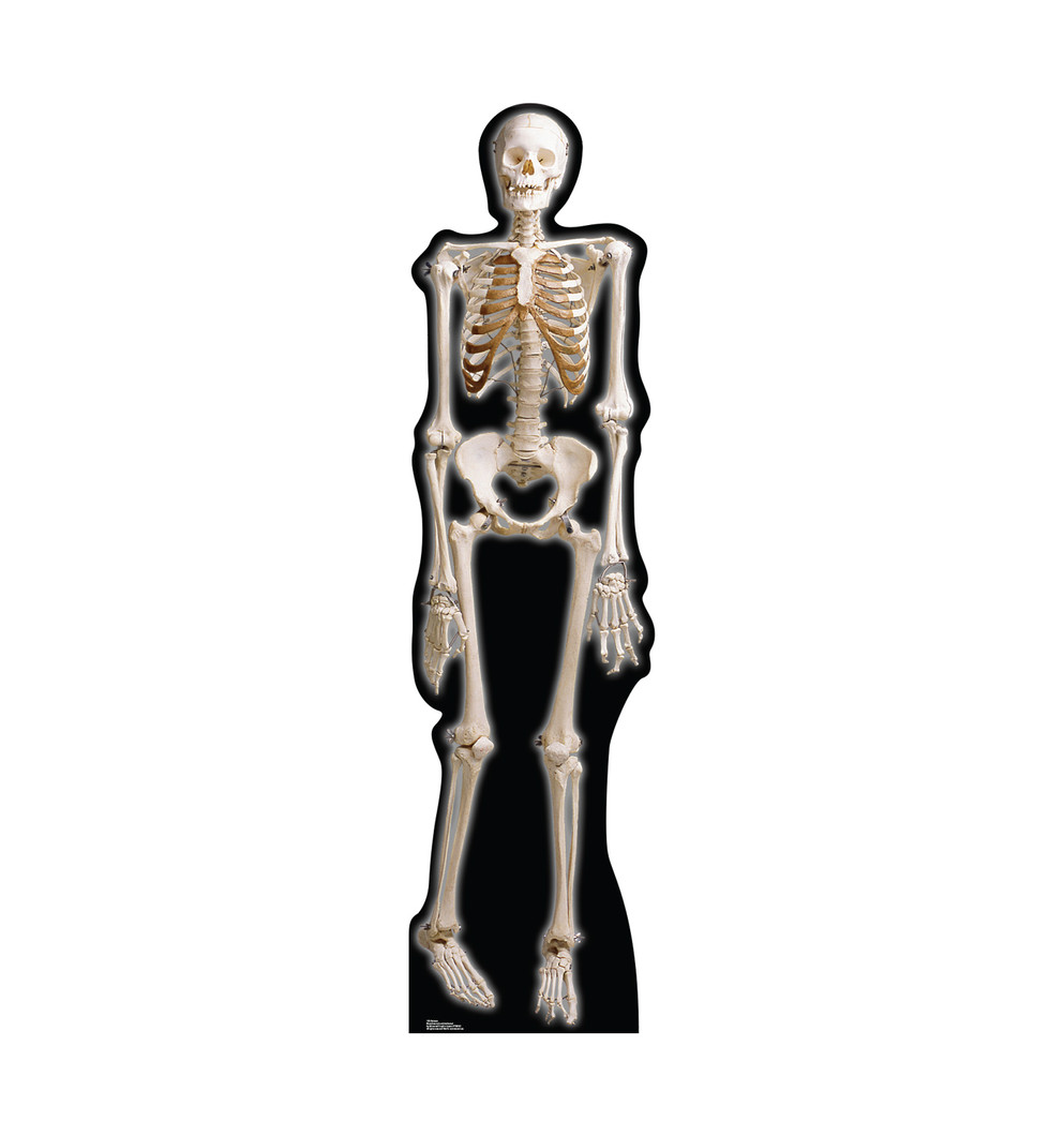 Skeleton Lifesize Cardboard Cutout