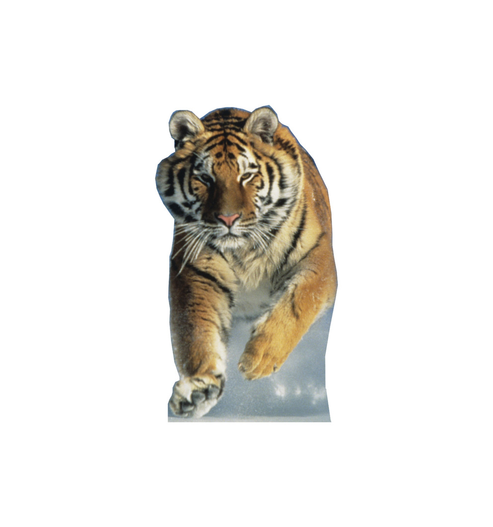 Tiger in Snow Lifesize Cardboard Cutout