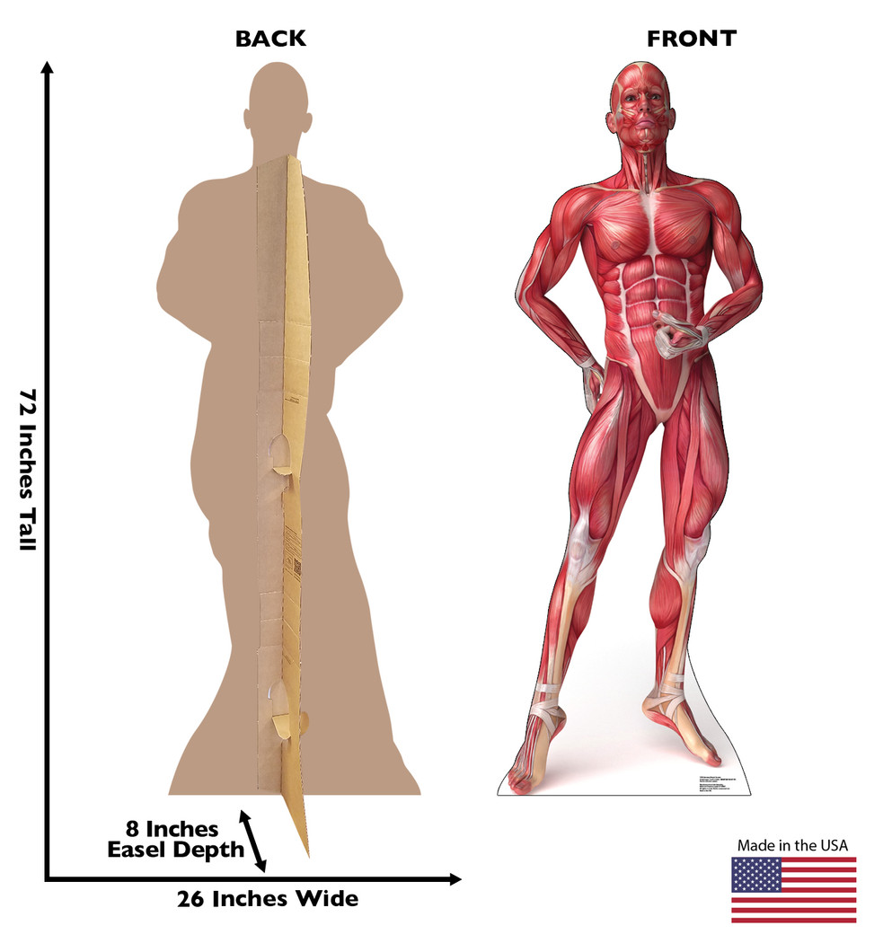 Anatomy Muscle System
Lifesize Cardboard Cutout Dimensions