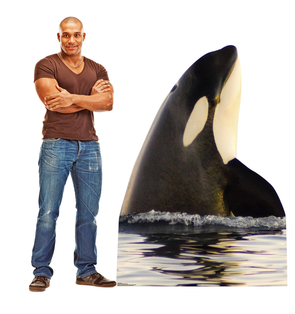 Killer Whale
 Lifesize Cardboard Cutout  with Model