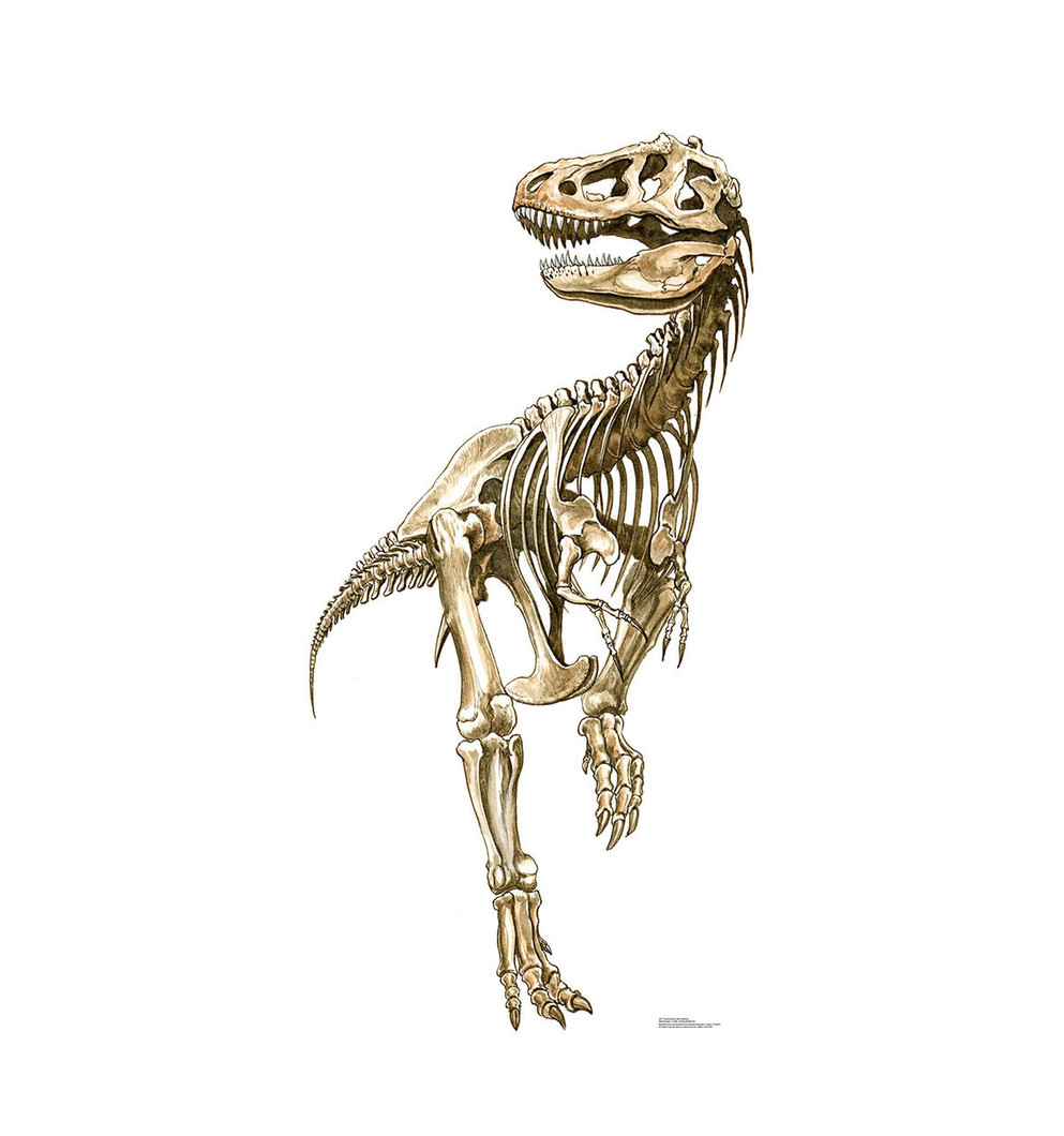 Tyrannosaurus Rex Skeleton