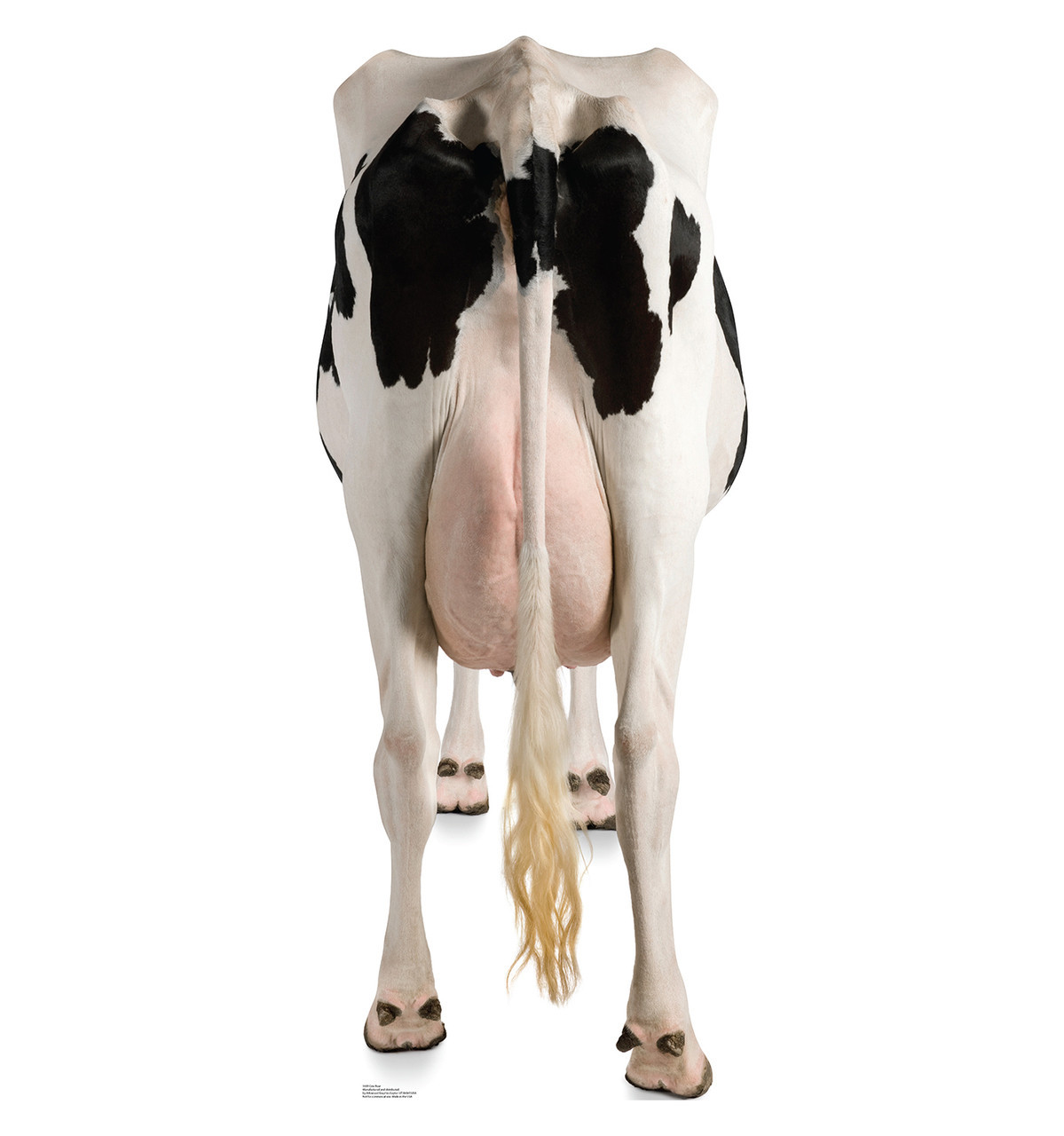 Single Cow Rear Cow's Rear