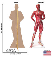 Anatomy Muscle System
Lifesize Cardboard Cutout Dimensions