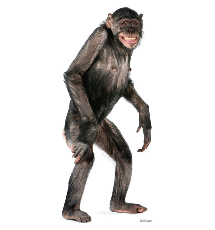 Chimpanzee
Lifesize Cardboard Cutout