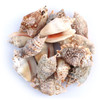 Strombus Aurisdianne - 1 lb