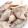 Strombus Aurisdianne
