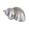 Gold Mouth Turban Shell