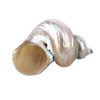 Gold Mouth Turban Seashells 2-2.5"