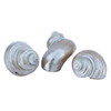 Gold Mouth Turban Shell