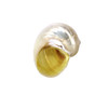 Gold Mouth Turbo