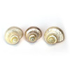 Gold Mouth Shells